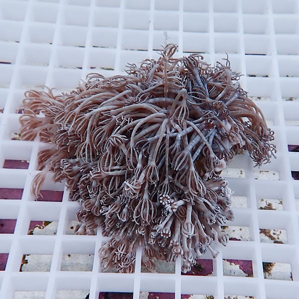 【サンゴ現物9】シロスジウミアザミ !15時までのご注文で当日発送 【サンゴ】(t148