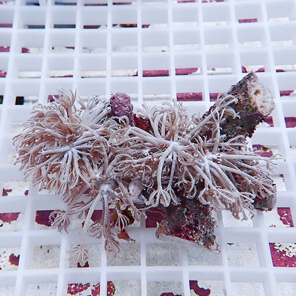 【サンゴ現物10】シロスジウミアザミ !15時までのご注文で当日発送 【サンゴ】(t148