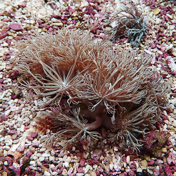 【サンゴ現物6】シロスジウミアザミ 12-6cm !15時までのご注文で当日発送 【サンゴ】(t148