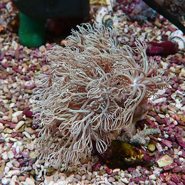 【サンゴ現物7】シロスジウミアザミ 8-7cm!15時までのご注文で当日発送 【サンゴ】(t148