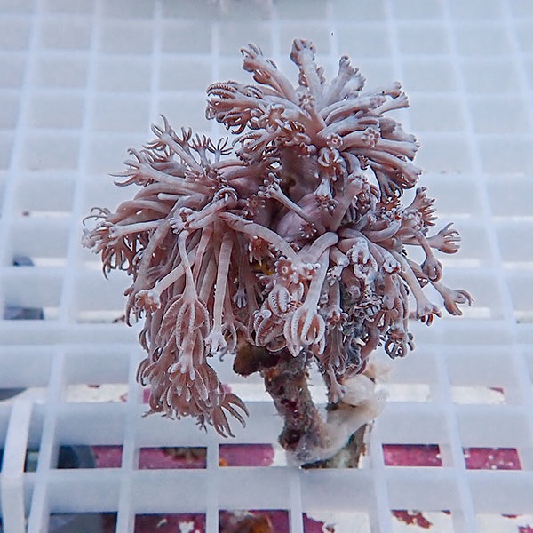 【サンゴ現物11】シロスジウミアザミ !15時までのご注文で当日発送 【サンゴ】(t148