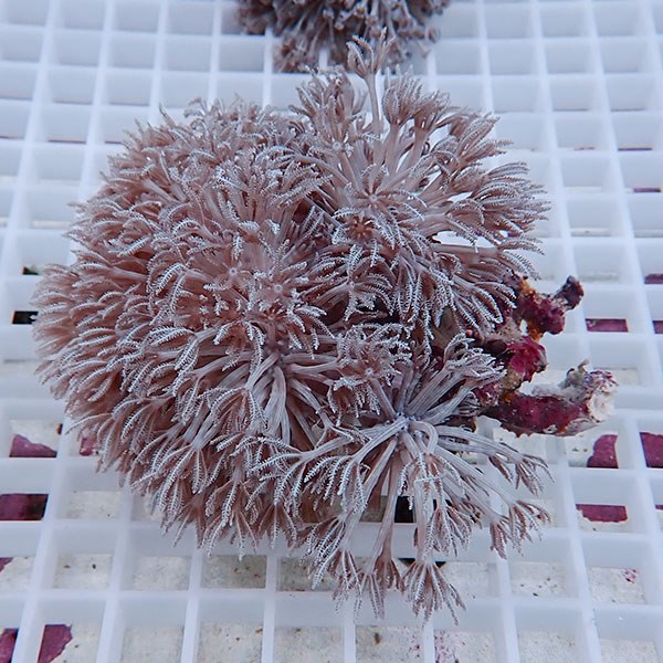 【サンゴ現物8】シロスジウミアザミ !15時までのご注文で当日発送 【サンゴ】(t148