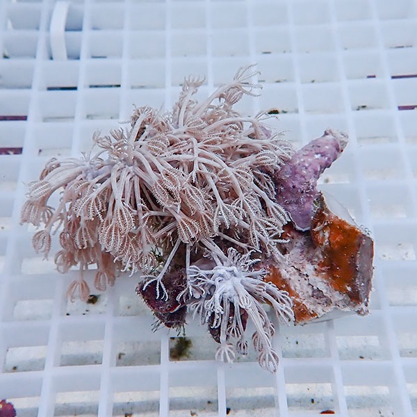 【サンゴ現物12】シロスジウミアザミ !15時までのご注文で当日発送 【サンゴ】(t148