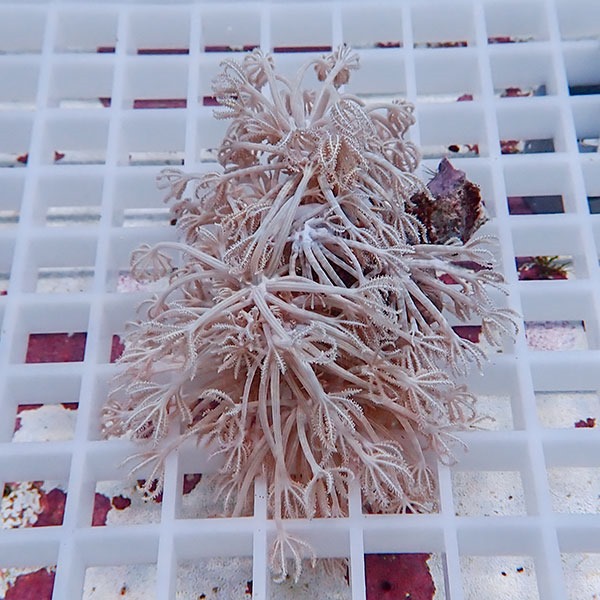 【サンゴ現物13】シロスジウミアザミ!15時までのご注文で当日発送 【サンゴ】(t148