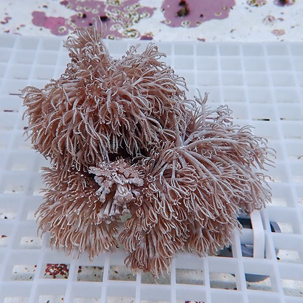 【サンゴ現物14】シロスジウミアザミ !15時までのご注文で当日発送 【サンゴ】(t148