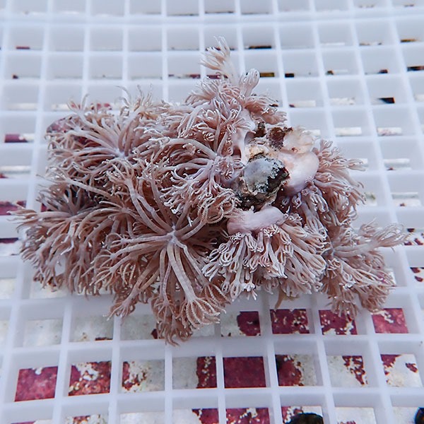 【サンゴ現物15】シロスジウミアザミ !15時までのご注文で当日発送 【サンゴ】(t148