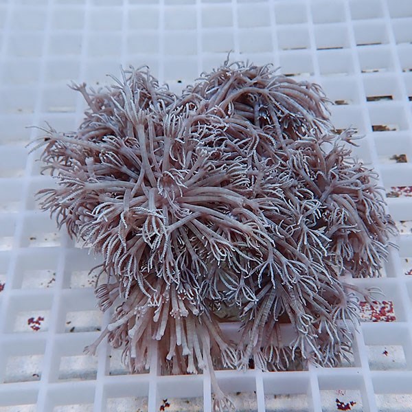 【サンゴ現物16】シロスジウミアザミ !15時までのご注文で当日発送 【サンゴ】(t148