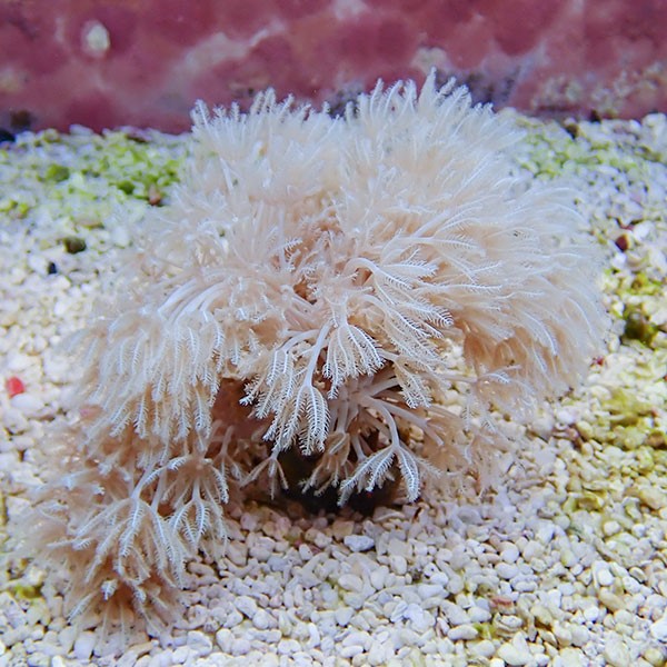 【サンゴ現物17】沖縄産シロスジウミアザミ 11-8cm±!15時までのご注文で当日発送 【サンゴ】(t148