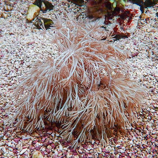 【サンゴ現物5】シロスジウミアザミ 15-13cm!15時までのご注文で当日発送 【サンゴ】(t148