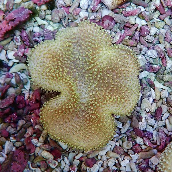 【サンゴ現物13】ウミキノコ 6-6cm!15時までのご注文で当日発送 【サンゴ】(t147