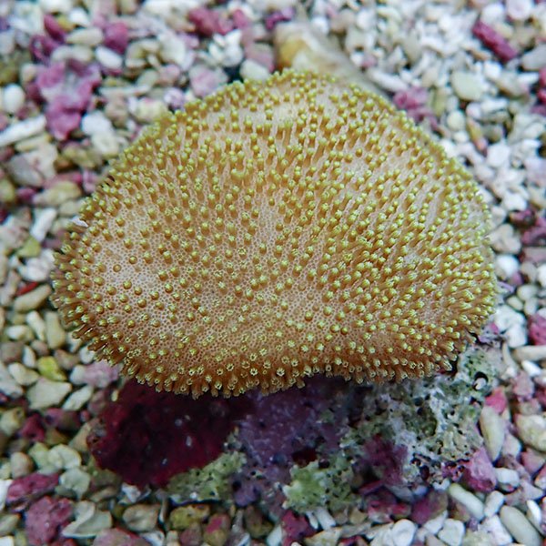 【サンゴ現物14】ウミキノコ 7-6cm!15時までのご注文で当日発送 【サンゴ】(t147