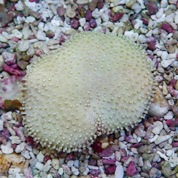 【サンゴ現物15】ウミキノコ 7-5cm!15時までのご注文で当日発送 【サンゴ】(t147