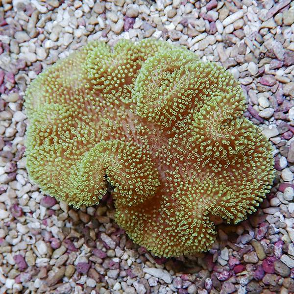 【サンゴ現物17】ウミキノコ 11-8cm!15時までのご注文で当日発送 【サンゴ】(t147