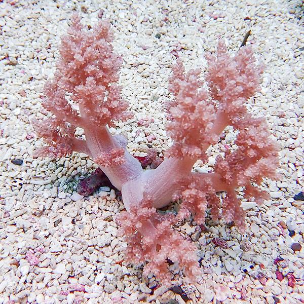 【サンゴ現物8】チヂミトサカ 14-12cm 沖縄産!15時までのご注文で当日発送 【サンゴ】(t145