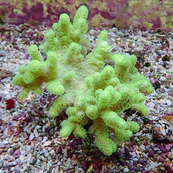 【サンゴ現物24】トサカ.sp 10-10cm!15時までのご注文で当日発送 【サンゴ】(t145