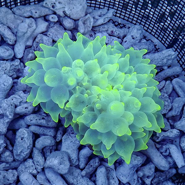 【現物1】サンゴイソギンチャク グリーン 10-12cm±！15時までのご注文で当日発送