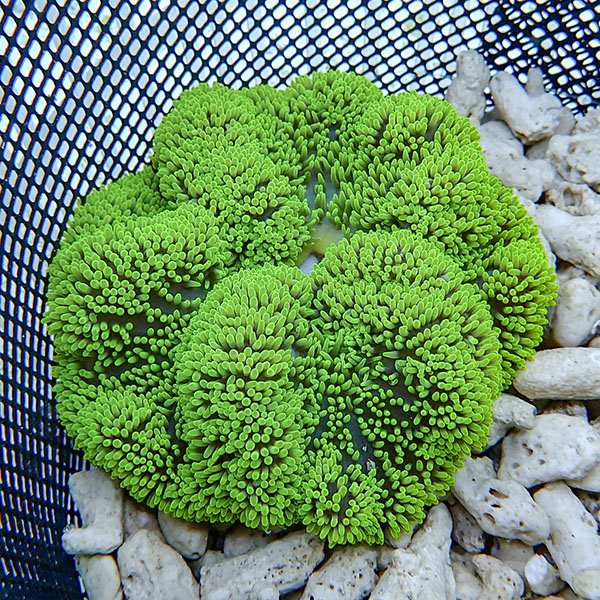 【現物7】ハタゴイソギンチャク グリーン 11-12cm±!15時までのご注文で当日発送(t213