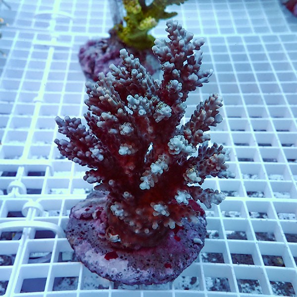 【サンゴ現物1】ブリードミドリイシ !15時までのご注文で当日発送 【ミドリイシ】(t214