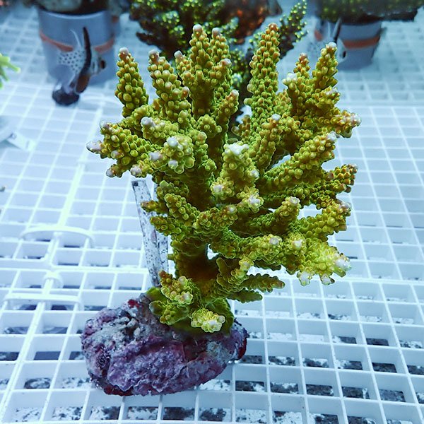 【サンゴ現物2】ブリードミドリイシ !15時までのご注文で当日発送 【ミドリイシ】(t214