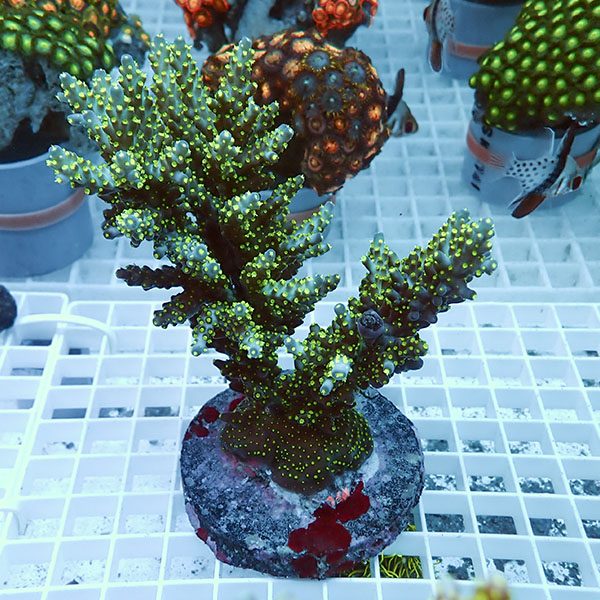 【サンゴ現物3】ブリードミドリイシ !15時までのご注文で当日発送 【ミドリイシ】(t214