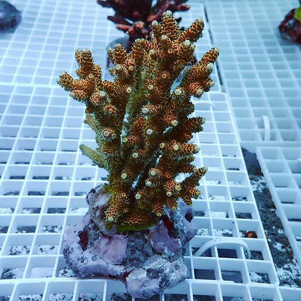 【サンゴ現物4】ブリードミドリイシ !15時までのご注文で当日発送 【ミドリイシ】(t214