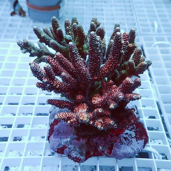 【サンゴ現物5】ブリードミドリイシ !15時までのご注文で当日発送 【ミドリイシ】(t214