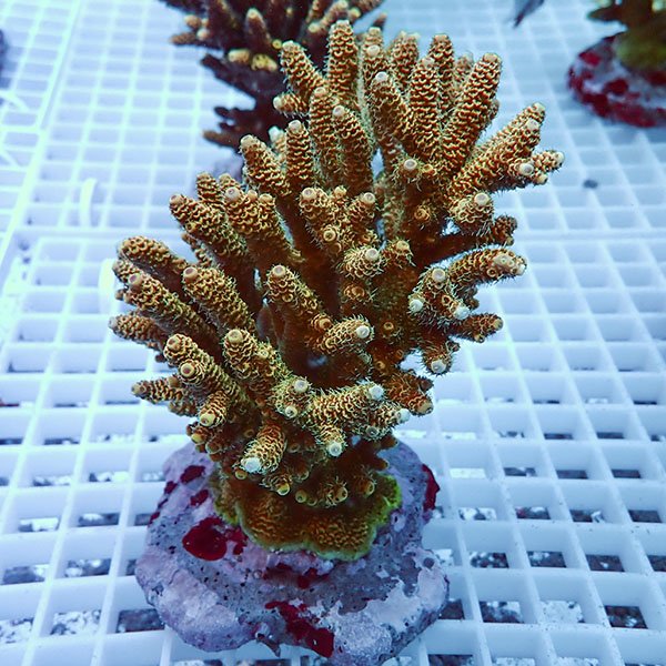 【サンゴ現物6】ブリードミドリイシ !15時までのご注文で当日発送 【ミドリイシ】(t214