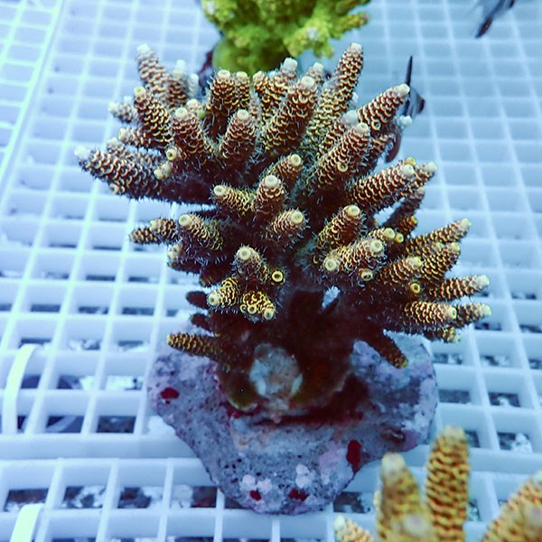 【サンゴ現物7】ブリードミドリイシ !15時までのご注文で当日発送 【ミドリイシ】(t214