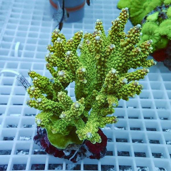 【サンゴ現物8】ブリードミドリイシ !15時までのご注文で当日発送 【ミドリイシ】(t214