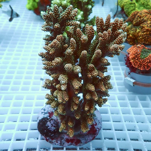 【サンゴ現物9】ブリードミドリイシ !15時までのご注文で当日発送 【ミドリイシ】(t214