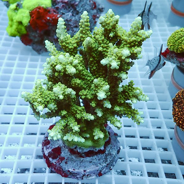 【サンゴ現物10】ブリードミドリイシ !15時までのご注文で当日発送 【ミドリイシ】(t214