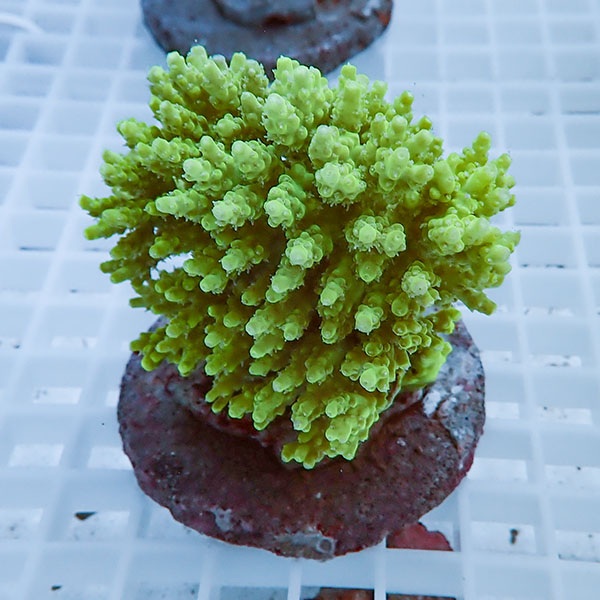 【サンゴ現物11】ブリードミドリイシ !15時までのご注文で当日発送 【ミドリイシ】(t214