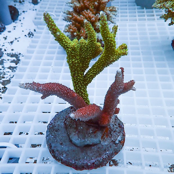 【サンゴ現物12】ブリードミドリイシ !15時までのご注文で当日発送 【ミドリイシ】(t214