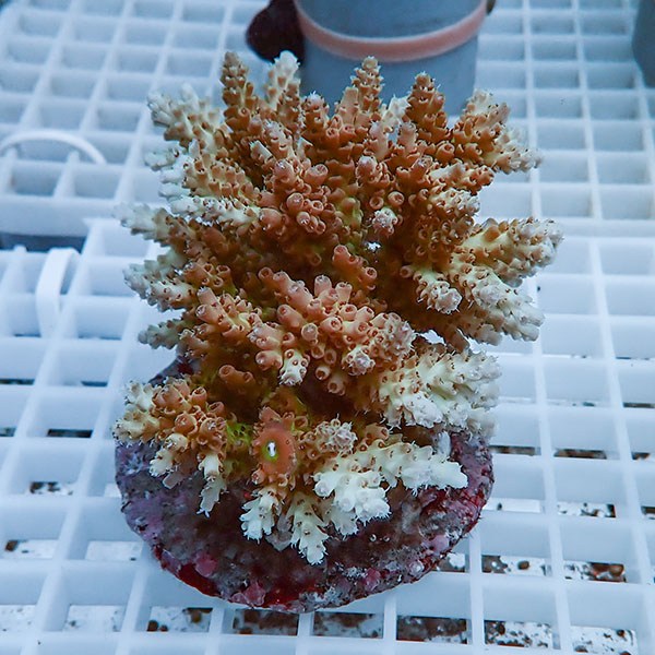 【サンゴ現物13】ブリードミドリイシ !15時までのご注文で当日発送 【ミドリイシ】(t214