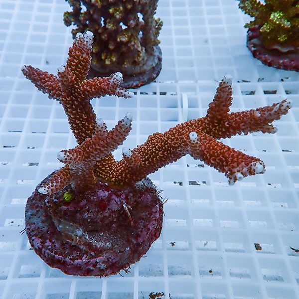 【サンゴ現物14】ブリードミドリイシ !15時までのご注文で当日発送 【ミドリイシ】(t214