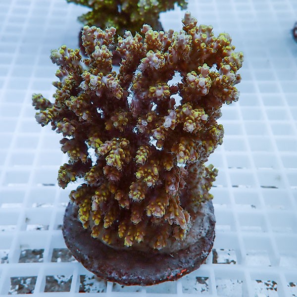 【サンゴ現物15】ブリードミドリイシ !15時までのご注文で当日発送 【ミドリイシ】(t214