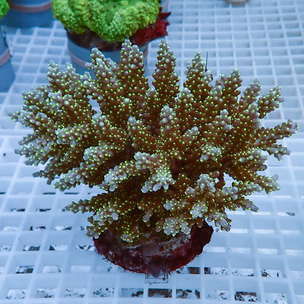 【サンゴ現物16】ブリードミドリイシ !15時までのご注文で当日発送 【ミドリイシ】(t214