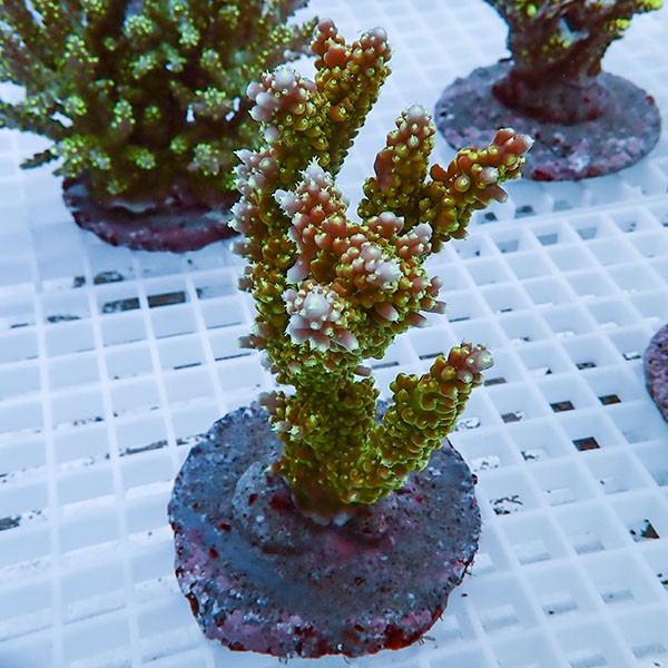 【サンゴ現物17】ブリードミドリイシ !15時までのご注文で当日発送 【ミドリイシ】(t214