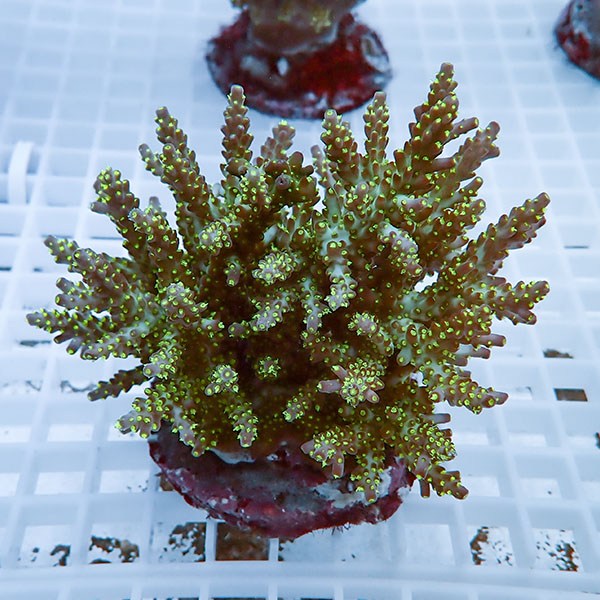 【サンゴ現物18】ブリードミドリイシ !15時までのご注文で当日発送 【ミドリイシ】(t214