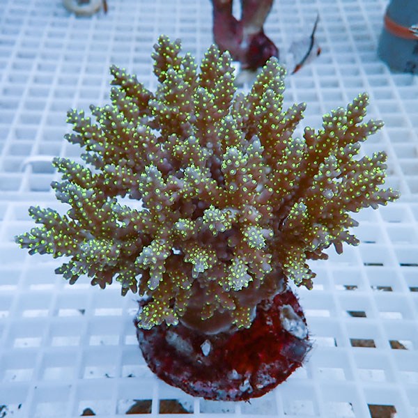 【サンゴ現物19】ブリードミドリイシ !15時までのご注文で当日発送 【ミドリイシ】(t214