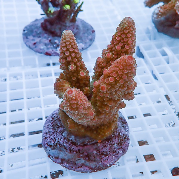 【サンゴ現物20】ブリードミドリイシ !15時までのご注文で当日発送 【ミドリイシ】(t214