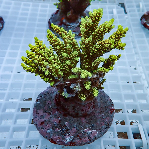 【サンゴ現物21】ブリードミドリイシ !15時までのご注文で当日発送 【ミドリイシ】(t214