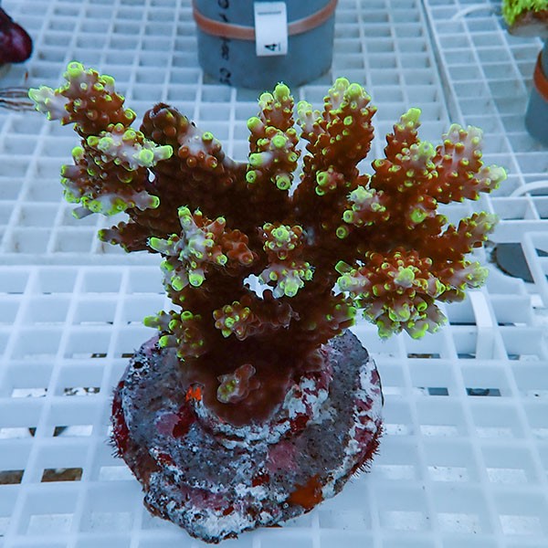 【サンゴ現物22】ブリードミドリイシ !15時までのご注文で当日発送 【ミドリイシ】(t214