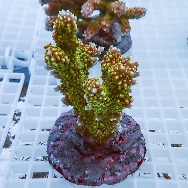 【サンゴ現物23】ブリードミドリイシ !15時までのご注文で当日発送 【ミドリイシ】(t214