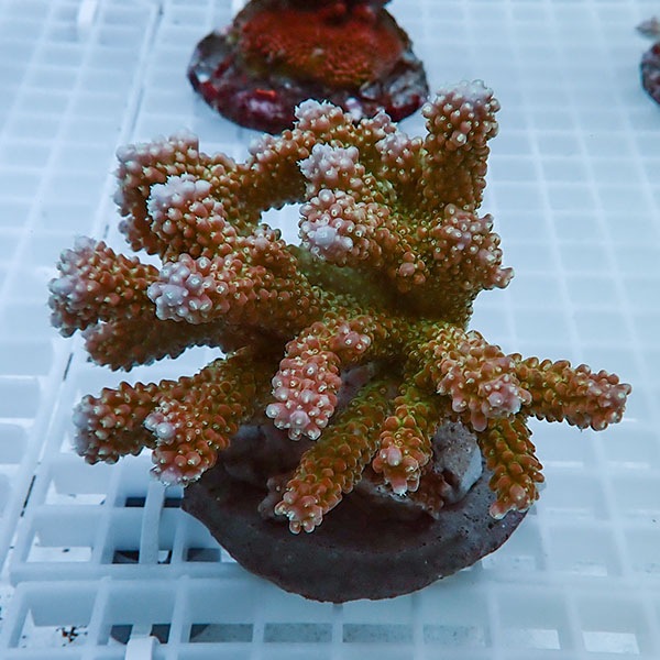 【サンゴ現物24】ブリードミドリイシ !15時までのご注文で当日発送 【ミドリイシ】(t214