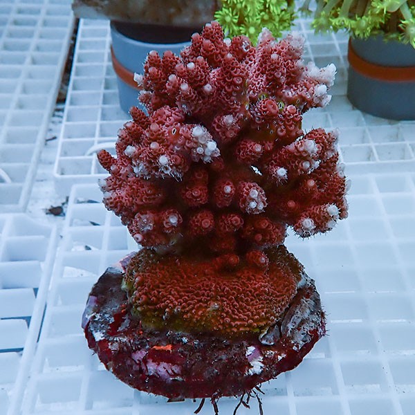 【サンゴ現物25】ブリードミドリイシ !15時までのご注文で当日発送 【ミドリイシ】(t214