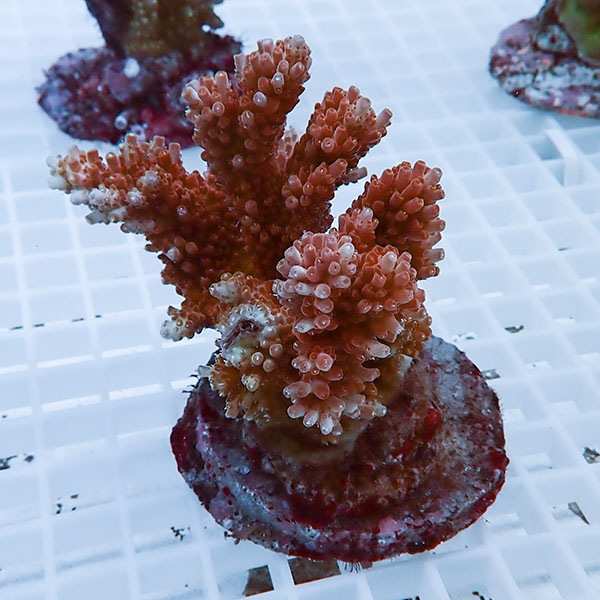 【サンゴ現物26】ブリードミドリイシ !15時までのご注文で当日発送 【ミドリイシ】(t214