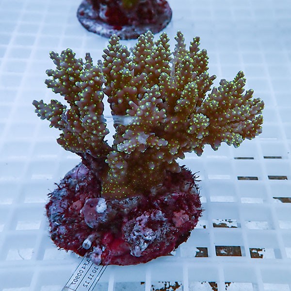 【サンゴ現物27】ブリードミドリイシ !15時までのご注文で当日発送 【ミドリイシ】(t214