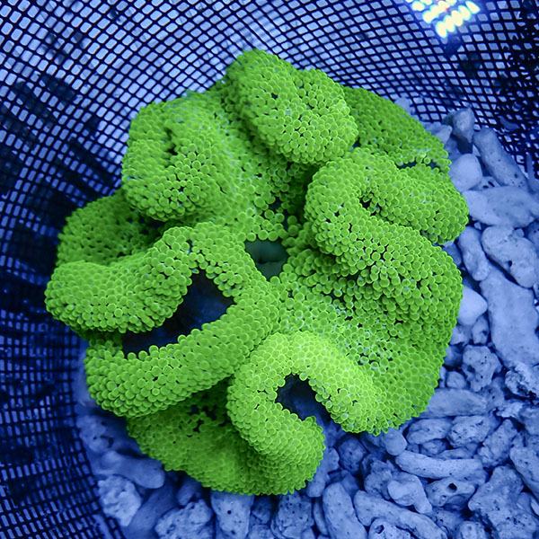 【現物6】ハタゴイソギンチャク グリーン 15-17cm±!15時までのご注文で当日発送(t213