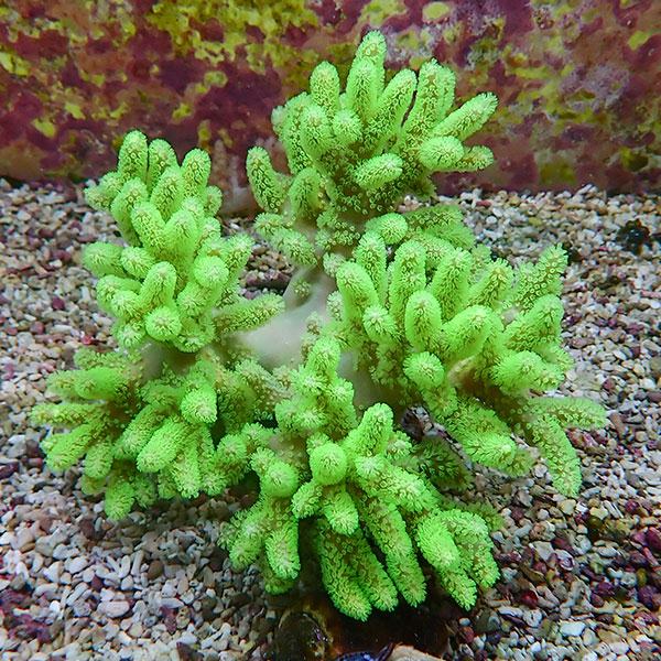 【サンゴ現物26】トサカ.sp 14-16cm!15時までのご注文で当日発送 【サンゴ】(t145